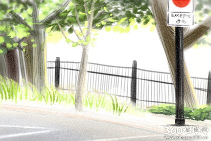 棕榈花花语是什么 什么人适合它