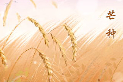 芒种吃桑葚的习俗 为什么要吃桑葚