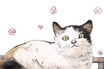 做梦梦到黑猫是什么意思 有什么含义