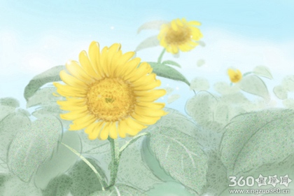梦见菊花是什么意思啊 有什么含义