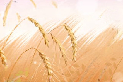 2020年芒种是几月几日 有什么特点