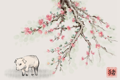 71年的猪女哪年走大运 哪年属猪人运势佳