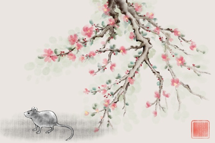 为什么属鼠的女人命苦 爱操心 婚姻不幸福