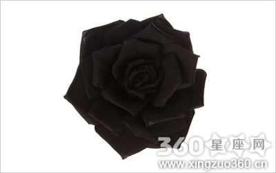 揭秘黑蔷薇花语是什么？