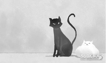 猫石对话