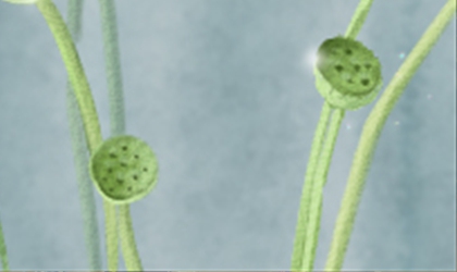 布朗族插花节是传统的民族节日？