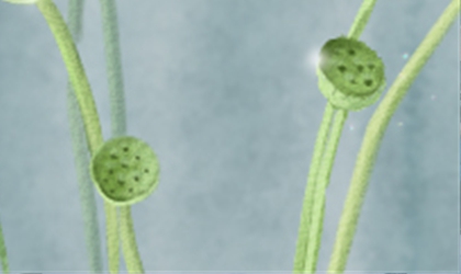 瑶族传统节日姑娘节_具体都有哪些特色？