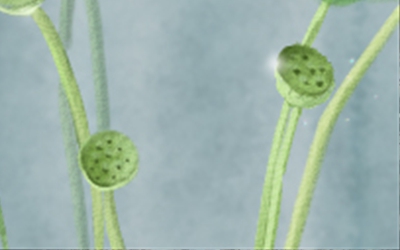 菩提子的特点 血丝菩提子介绍