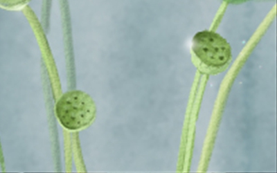 姓马女孩起名字 马姓女孩名字大全