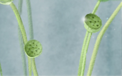 菩提子能上油吗 菩提子四大禁忌