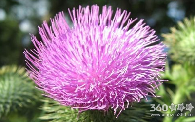 花语大全