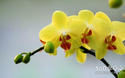 蝴蝶兰花语大全之幸福飞临